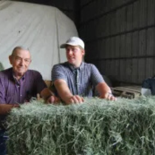 Chachere Feed Store staff stacking hay.
