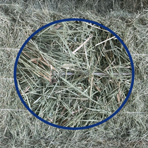 A close-up of a string bermuda bale.