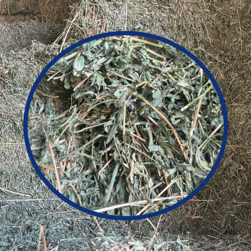 A close-up of an alfalfa bale.