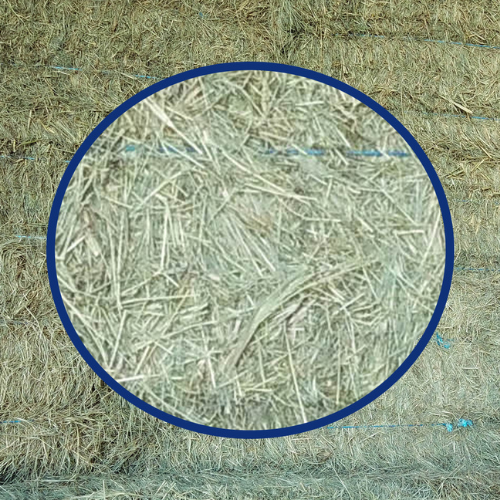A close-up of a coastal bale.