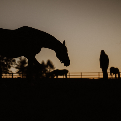 Horse SuppliesA silhouette of horses and a person in a pasture at sunrise.