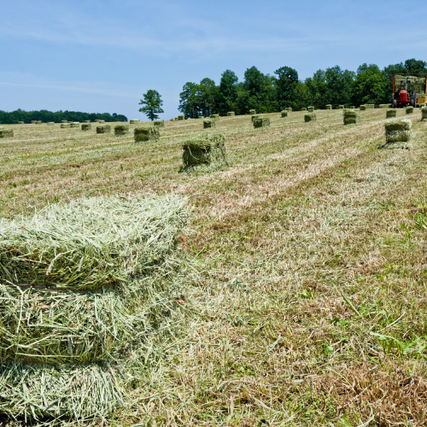 HaySquare hay bales wrapped in a field.