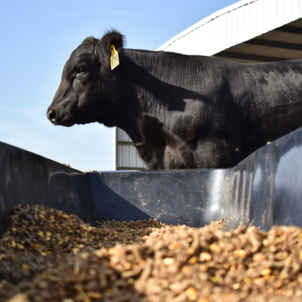 Show FeedsA cow eating feed.