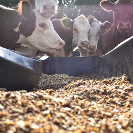 Cattle SuppliesCows eating feed.