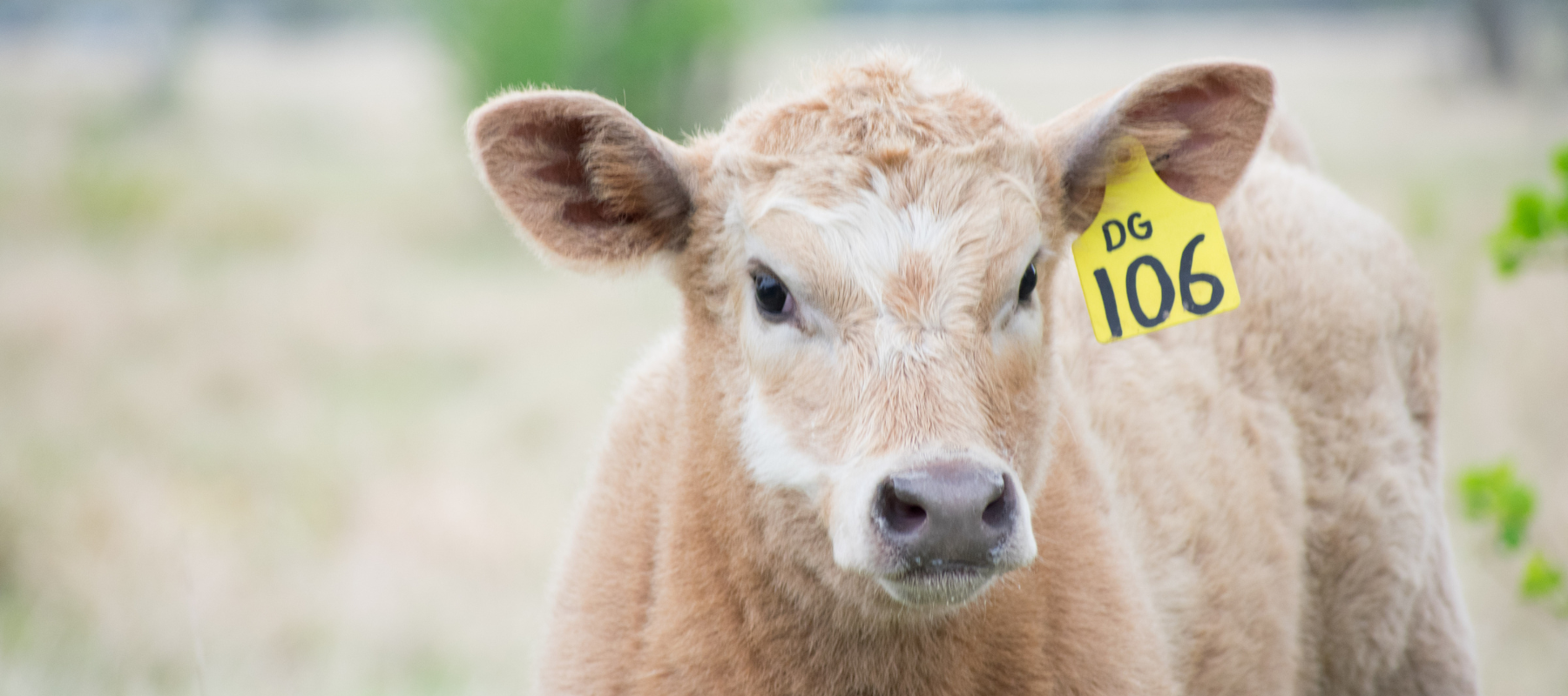 A close-up of a cow with an ear tag.